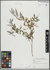 Foto von Salix alba L.